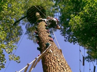 tree climbing 